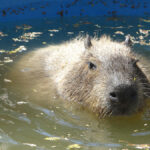 Dani, el capibara del Zoológico de Irapuato