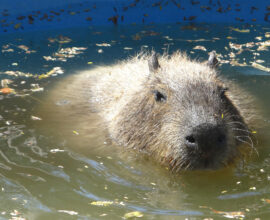 Dani, el capibara del Zoológico de Irapuato