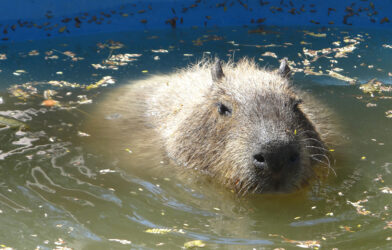 Dani, el capibara del Zoológico de Irapuato
