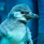 Pingüinos en Zoo León