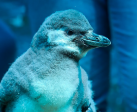 Pingüinos en Zoo León