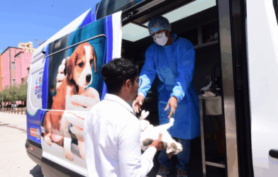 Esterilización gratuita Irapuato