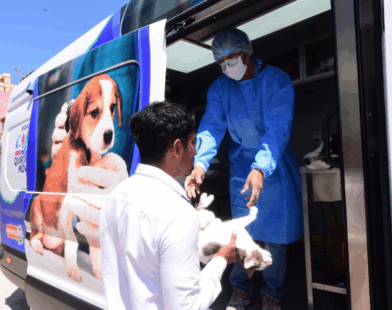 Esterilización gratuita Irapuato
