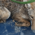Rescate de fauna silvestre