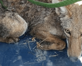 Rescate de fauna silvestre