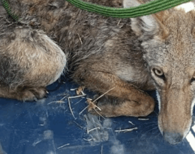 Rescate de fauna silvestre