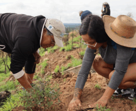 Reforestación en Purísima