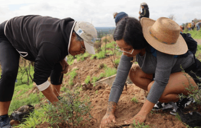 Reforestación en Purísima