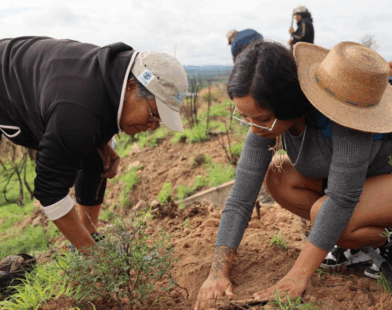Reforestación en Purísima