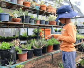 Verano Ecológico Irapuato