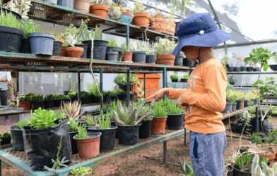 Verano Ecológico Irapuato