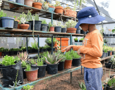 Verano Ecológico Irapuato