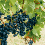 vino guanajuatense