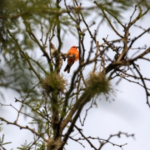 Conservación ANP Guanajuato