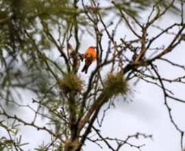Conservación ANP Guanajuato