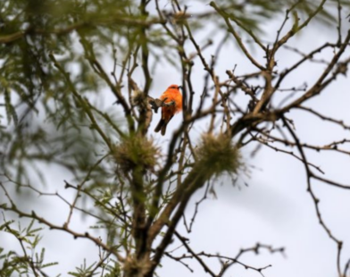 Conservación ANP Guanajuato