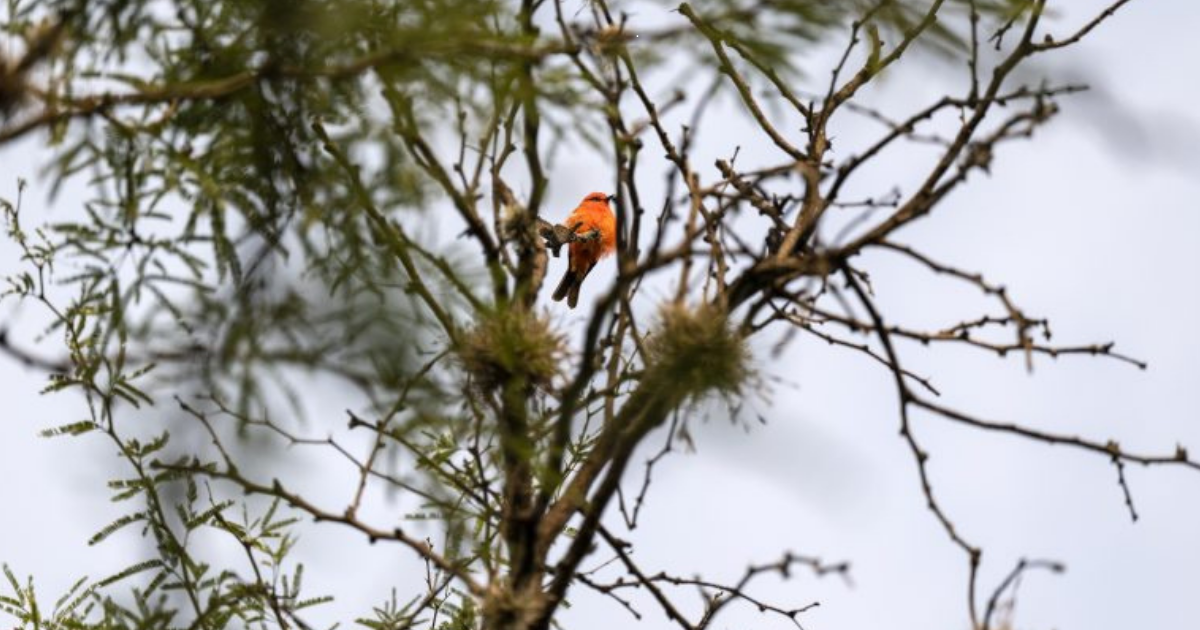 Conservación ANP Guanajuato