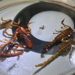 picaduras de alacrán