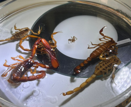 picaduras de alacrán