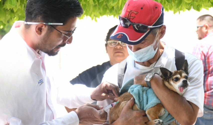 vacunación antirrábica Irapuato