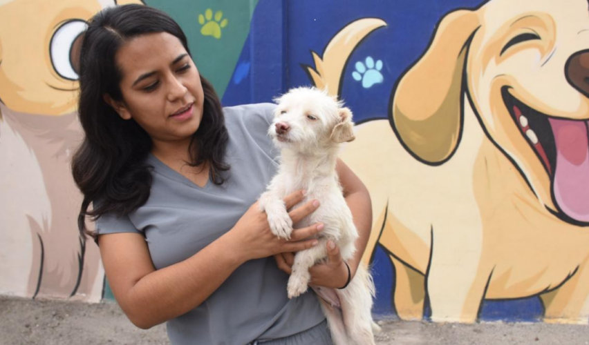 Adopción responsable Irapuato