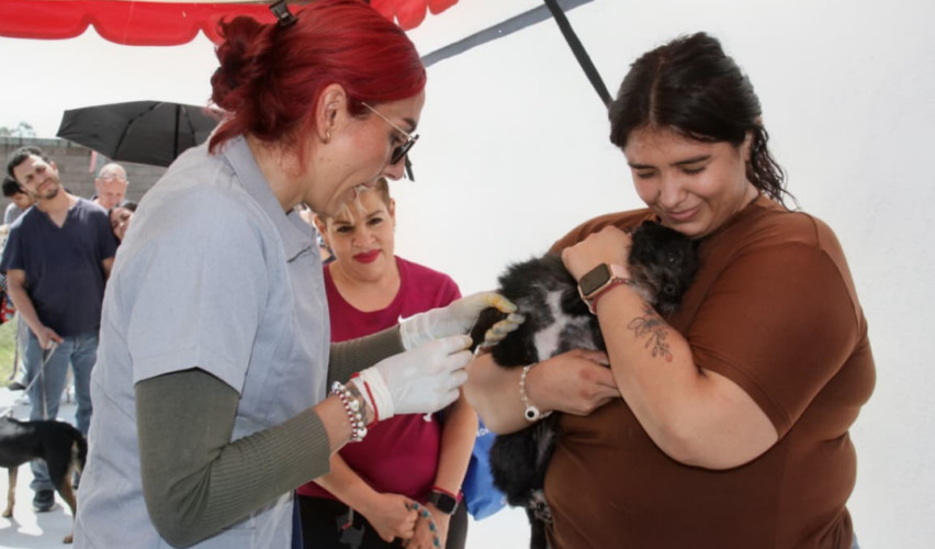 esterilización gratuita Irapuato