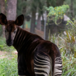 Día del Okapi en ZooLeón