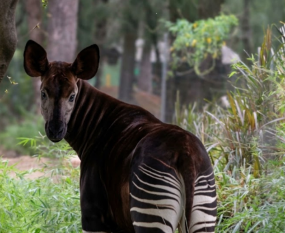 Día del Okapi en ZooLeón
