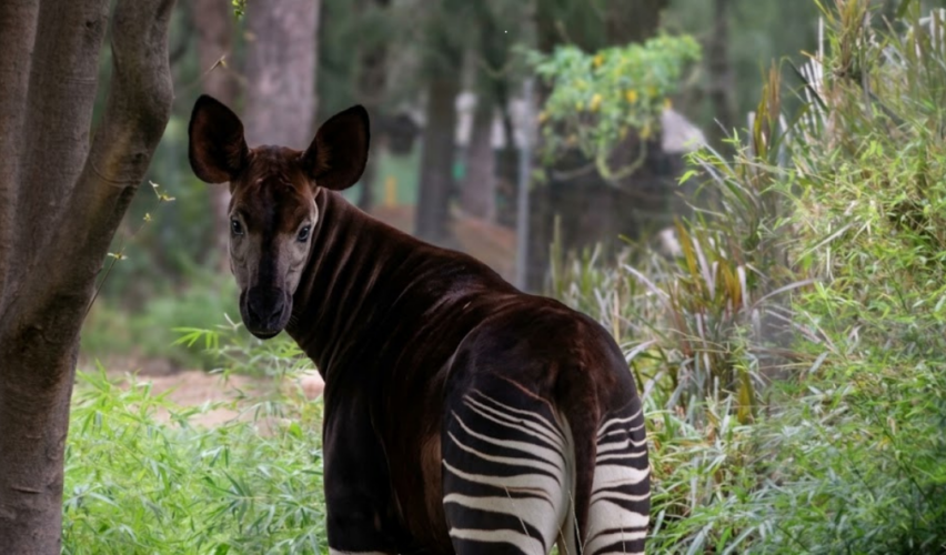 Día del Okapi en ZooLeón